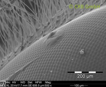 Œil à facettes d’une abeille mal rasée | © CRB Analyse Service GmbH