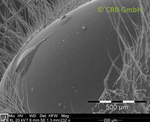 Œil à facettes d’une abeille mal rasée | © CRB Analyse Service GmbH