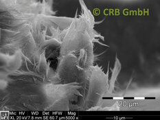 IAmiante de chrysotile dans plaque flexo, image MEB | © CRB Analyse Service GmbH